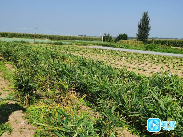 天创网  全国首个！潍坊安丘参与制定的这一行业标准获批通过