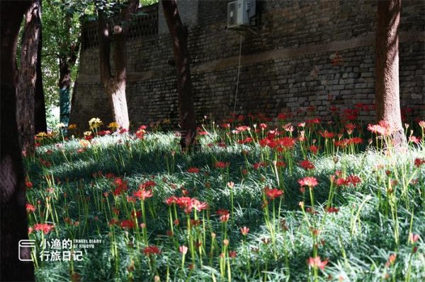 星速优配 彼岸花开！西安9月绝美秋色，都藏在这座秘境古寺里！花美景更幽